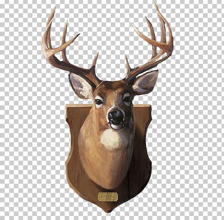 Reindeer White-tailed Deer Moose Antler PNG, Clipart, Animal, Animals, Antler, Decal, Decorative Arts Free PNG Download