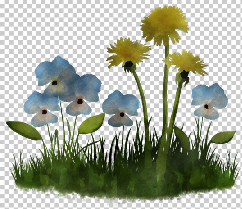 Daisy PNG, Clipart, Anemone, Annual Plant, Daisy, Dandelion, Flower Free PNG Download