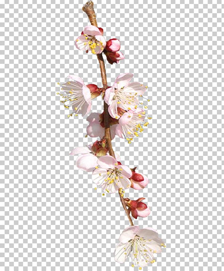 Cut Flowers Floral Design Spring Plant Stem PNG, Clipart, Blossom, Branch, Cherry Blossom, Cut Flowers, Flora Free PNG Download
