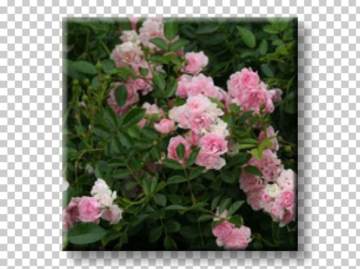 Floribunda Rose Shrub Garden Plant PNG, Clipart, Annual Plant, Azalea, Bellflowers, Common Hibiscus, Common Sage Free PNG Download