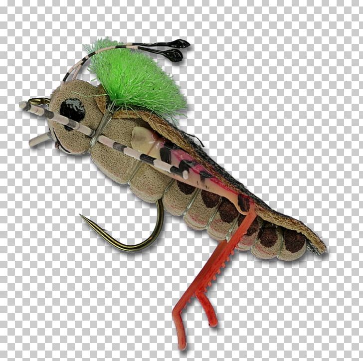 Insect PNG, Clipart, Arthropod, Fly, Insect, Invertebrate, Membrane Winged Insect Free PNG Download