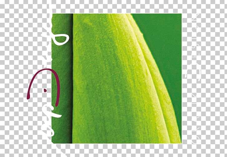 Vep Design Bremmenstraße Logo Project PNG, Clipart, Banana, Banana Leaf, Germany, Grass, Green Free PNG Download