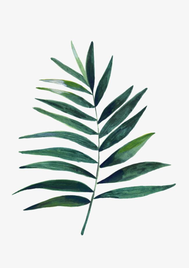 Featured image of post Leaf Png Aesthetic Find download free graphic resources for leaf
