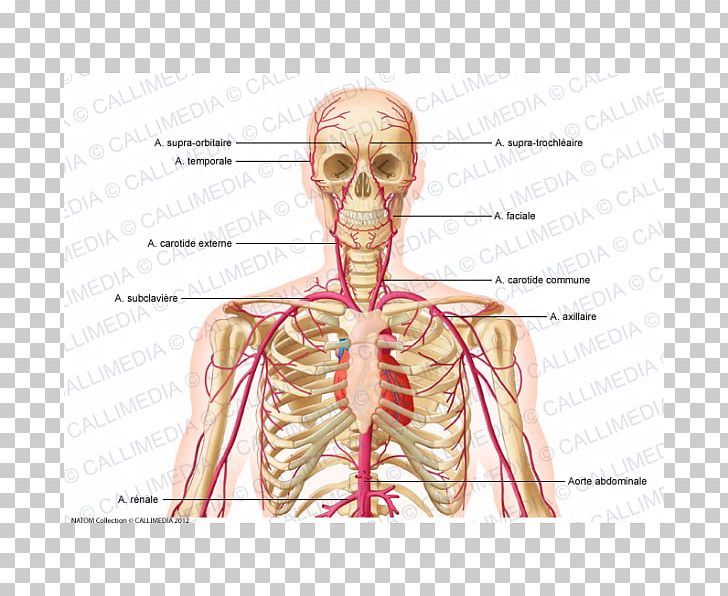 Neck Supratrochlear Artery Common Carotid Artery External Carotid Artery PNG, Clipart, Abdomen, Anatomy, Angle, Arm, Artery Free PNG Download