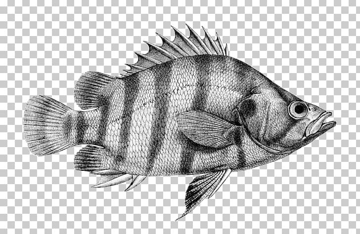 Siamese Tigerfish Perciformes Datnioides Polota PNG, Clipart, Actinopterygii, Anguillidae, Animals, Badis Badis, Black And White Free PNG Download