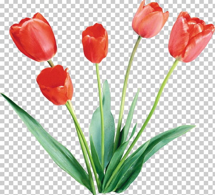 Tulip Flower PNG, Clipart, Bulb, Computer Software, Cut Flowers, Desktop Wallpaper, Digital Image Free PNG Download