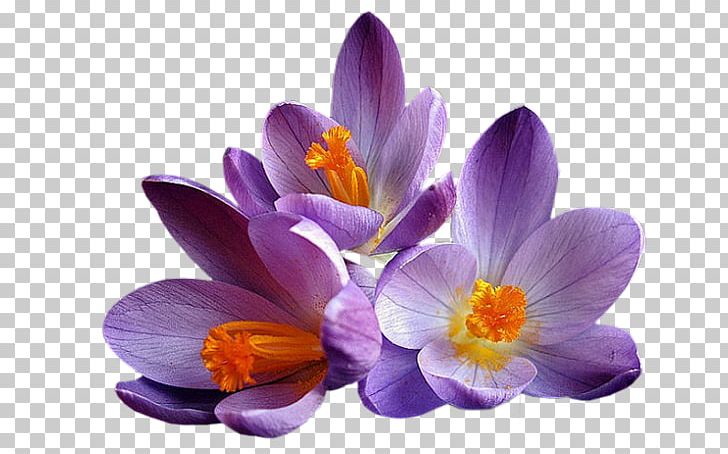 Flower Crocus Mauve Lilac Violet PNG, Clipart,  Free PNG Download