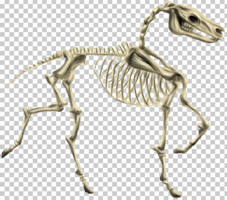 Horse Human Skeleton Howrse Pony PNG, Clipart, Animal, Animal Figure, Carnivora, Carnivoran, Dinosaur Free PNG Download
