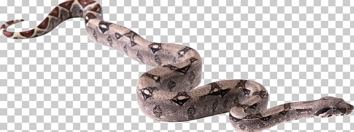 Snake PNG, Clipart, Animal Figure, Animals, Boa Constrictor, Boas, Body Jewelry Free PNG Download