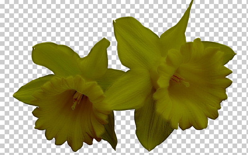 Flower Plant Yellow Petal Cattleya PNG, Clipart, Cattleya, Dendrobium, Flower, Petal, Plant Free PNG Download