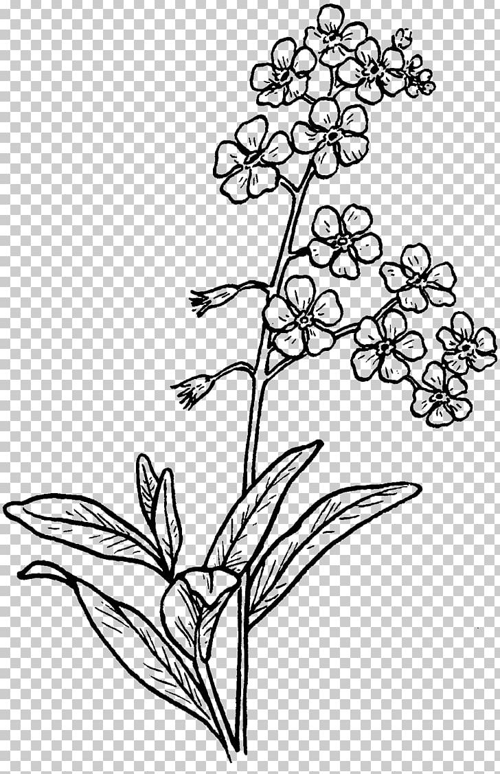Drawing Myosotis Scorpioides Sketch PNG, Clipart, Area, Art, Black And White, Botanical Illustration, Branch Free PNG Download