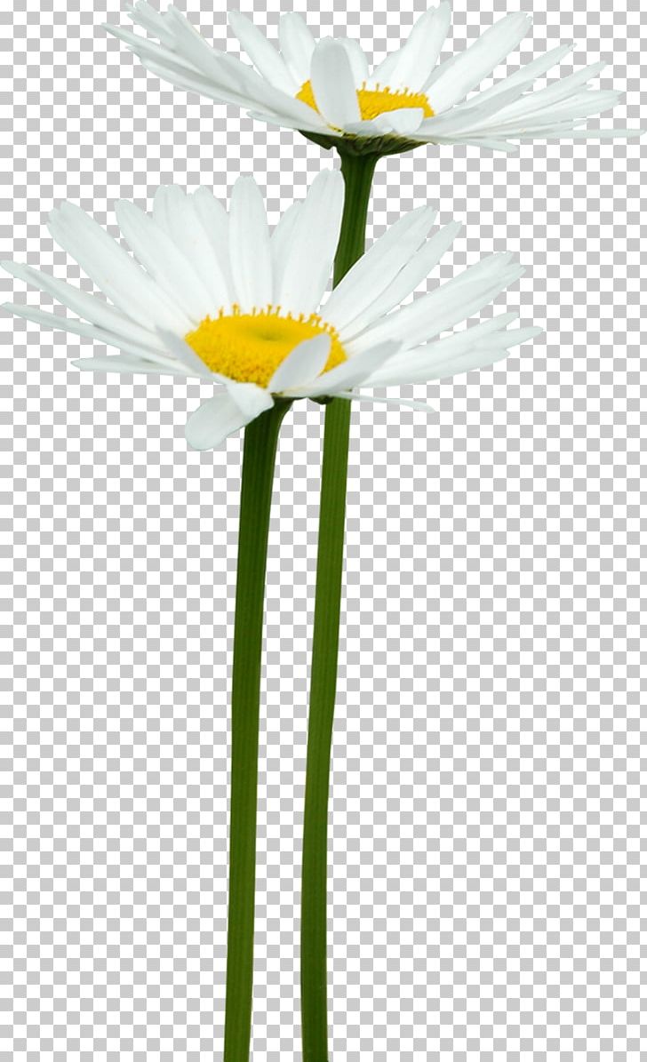 German Chamomile Flower PNG, Clipart, Chamomile, Clip Art, Common Sunflower, Computer Software, Cut Flowers Free PNG Download