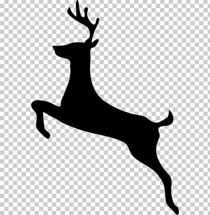 White-tailed Deer PNG, Clipart, Animals, Antler, Art, Black And White, Deer Free PNG Download