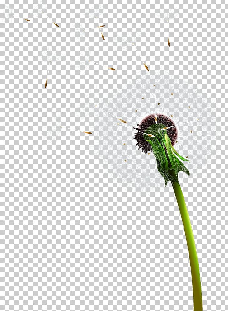 Euclidean Dandelion PNG, Clipart, Adobe Illustrator, Black Dandelion, Dandelion Flower, Dandelions, Dandelion Seeds Free PNG Download