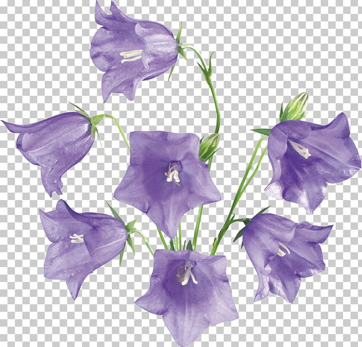 Flower PNG, Clipart, Archive File, Bellflower, Bellflower Family, Clip Art, Cut Flowers Free PNG Download