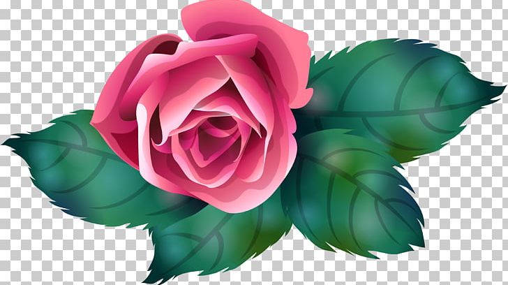 Garden Roses Centifolia Roses Petal Flower PNG, Clipart, Blue Rose, Centifolia Roses, Com, Flower, Garden Free PNG Download