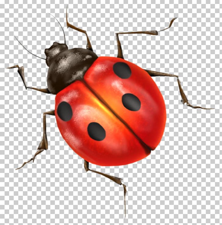 Ladybird Insect PNG, Clipart, Animals, Arthropod, Beetle, Computer Icons, Desktop Wallpaper Free PNG Download