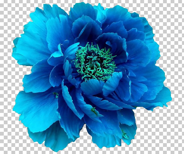 Moutan Peony Blue Flower PNG, Clipart, Anemone, Annual Plant, Aqua