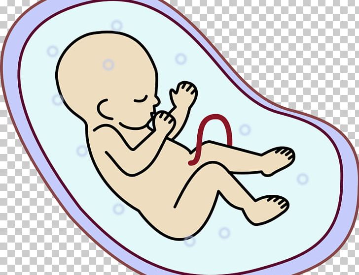 Embryo Fetus PNG, Clipart, Area, Arm, Child, Drawing, Embryo Free PNG Download