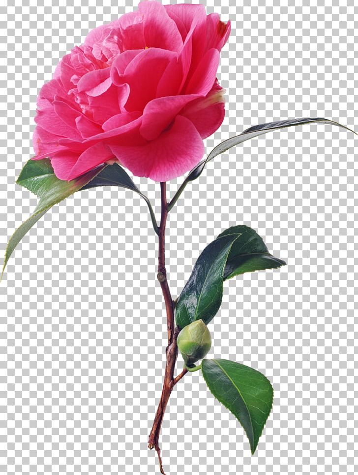 Garden Roses Flower Animation PNG, Clipart, Afternoon, Artificial Flower, Camellia, Centifolia Roses, China Rose Free PNG Download