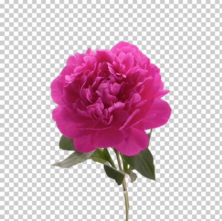 Garden Roses Peony Portable Network Graphics Drawing PNG, Clipart, Annual Plant, Art, Carnation, Cut Flowers, Drawing Free PNG Download