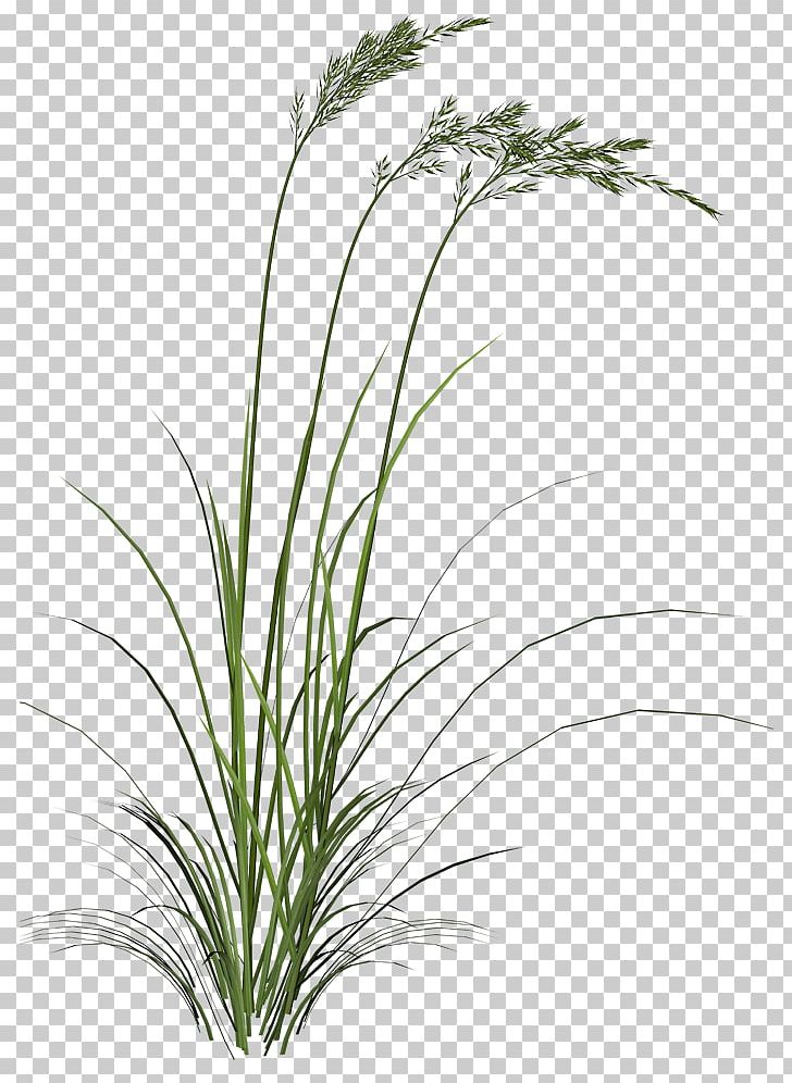 PhotoScape Leaf PNG, Clipart, Chrysopogon Zizanioides, Cim, Download, Flora, Flowering Plant Free PNG Download