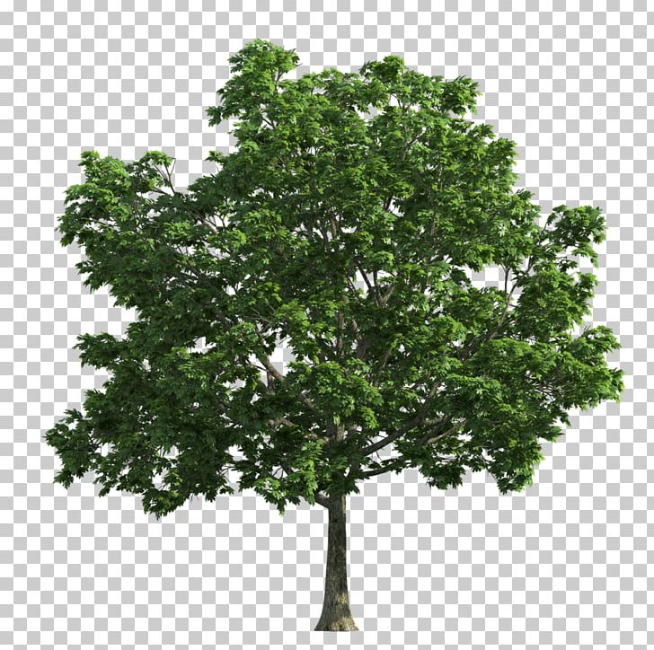 Tree Oak Deciduous PNG, Clipart, Branch, Christmas Tree, Clip Art, Deciduous, Desktop Wallpaper Free PNG Download