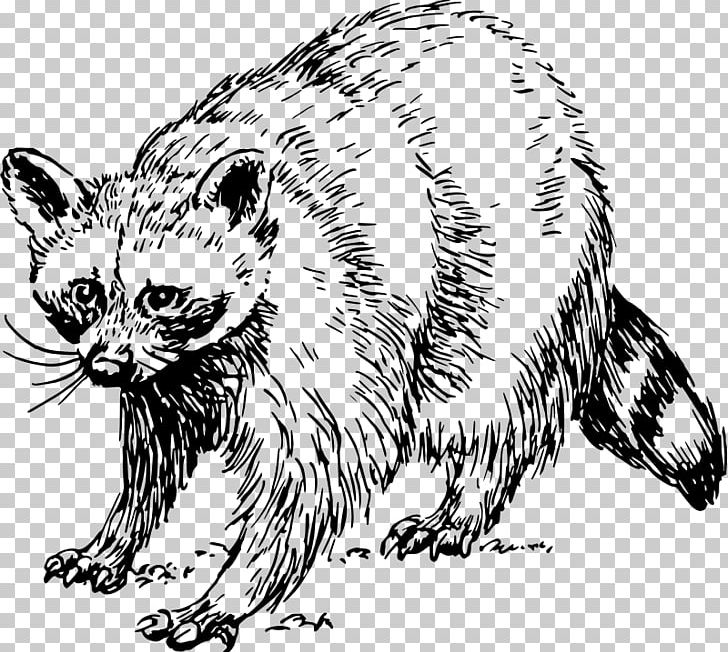 Whiskers Raccoon Wildcat Tiger PNG, Clipart, Animals, Bear, Big Cats, Black And White, Carnivoran Free PNG Download