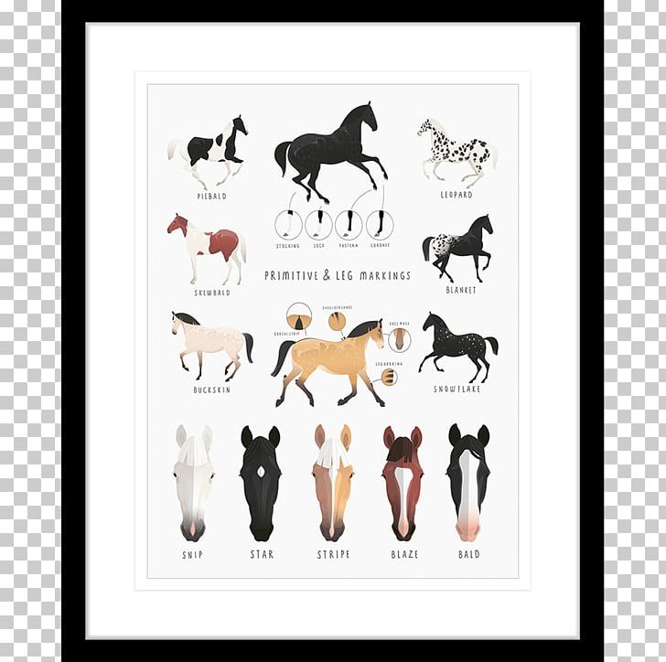 Appaloosa Pony Horse Markings Buckskin Equine Coat Color PNG, Clipart, Animal Figure, Appaloosa, Area, Black, Buckskin Free PNG Download