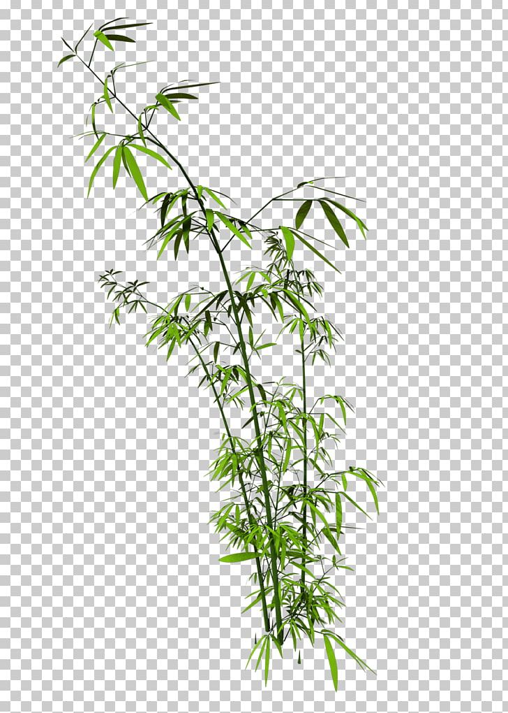 Bamboo CorelDRAW PNG, Clipart, Bamboo, Branch, Computer Software, Coreldraw, Desktop Wallpaper Free PNG Download