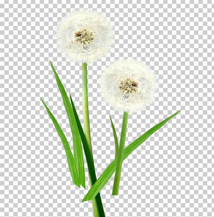 Common Dandelion Taraxacum Platycarpum Euclidean Pissenlit PNG, Clipart, Common Dandelion, Cut Flowers, Dandelion Flower, Diagram, Euclidean Vector Free PNG Download