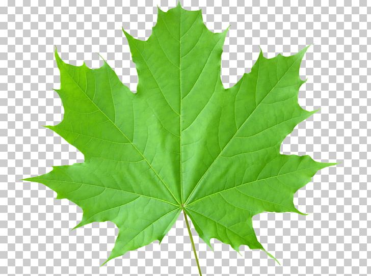 Maple Leaf Green PNG, Clipart, Art Green, Autumn Leaf Color, Clip Art, Color, Free Free PNG Download