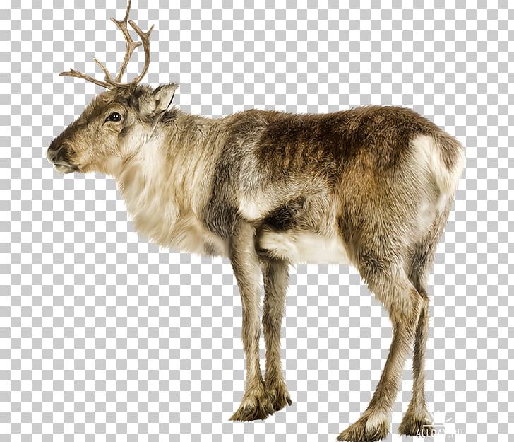 Reindeer PNG, Clipart, Animal, Antler, Basabizitza, Blog, Caribou Free PNG Download