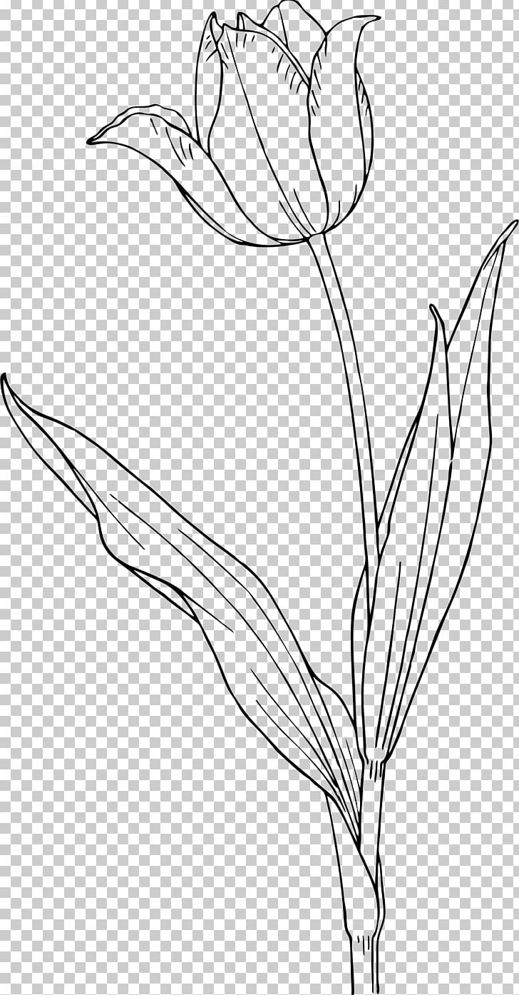 Tulip Tattoo Nature Drawing And Design; PNG, Clipart, Artwork, Black And White, Branch, Coloring Book, Coloring Pages Free PNG Download