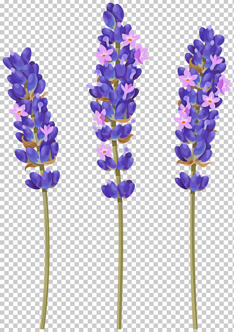 Lavender PNG, Clipart, Cut Flowers, English Lavender, Flower, French Lavender, Lavandula Dentata Free PNG Download