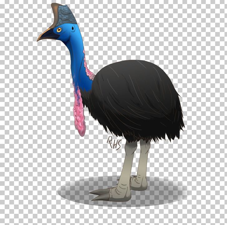 Common Ostrich Cassowary Emu Fauna Feather PNG, Clipart, Animals, Beak, Bird, Cassowary, Common Ostrich Free PNG Download