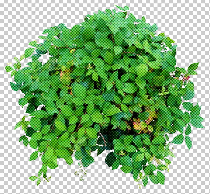 Plant Green Flower Leaf Grass PNG, Clipart, Annual Plant, Clover, Flower, Grass, Green Free PNG Download