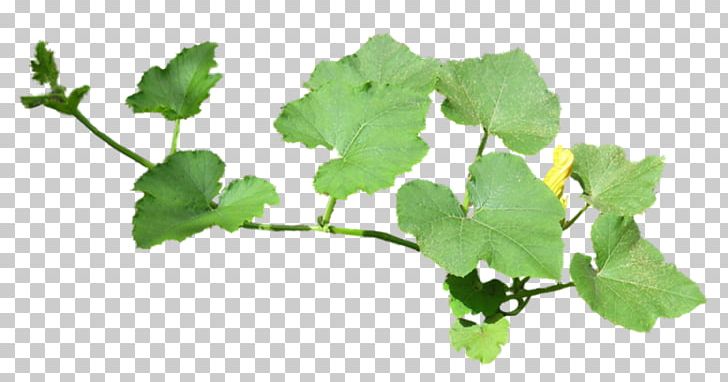 Cucumber Leaf Drawing Flower PNG, Clipart, Auglis, Branch, Cucumber, Cucumber Leaves, Drawing Free PNG Download