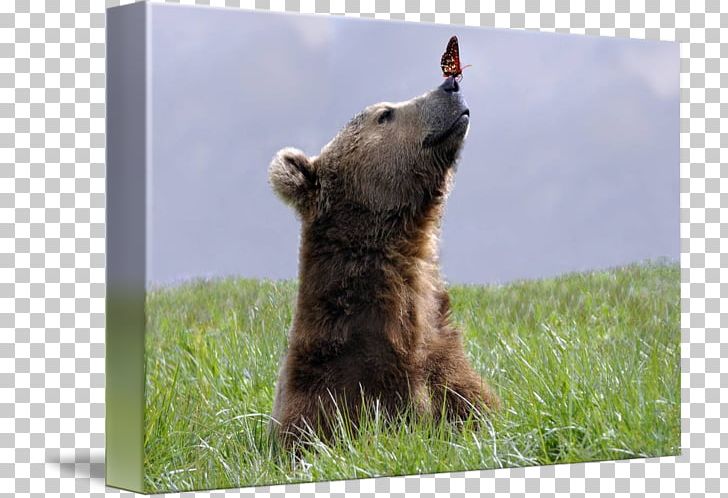 Grizzly Bear Canvas Print Art PNG, Clipart, Animal, Animals, Art, Artist, Bear Free PNG Download