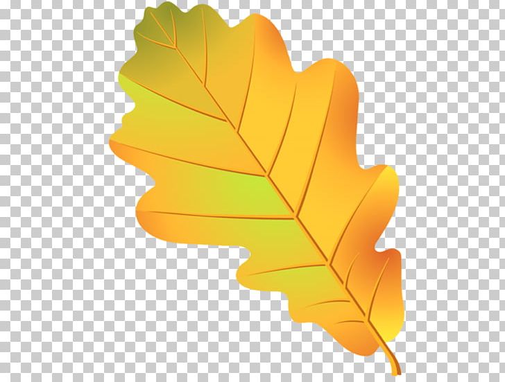 Leaf Oak Tree Acorn Drawing PNG, Clipart, Acorn, Autumn Leaf Color, Branch, Coloring Book, Drawing Free PNG Download