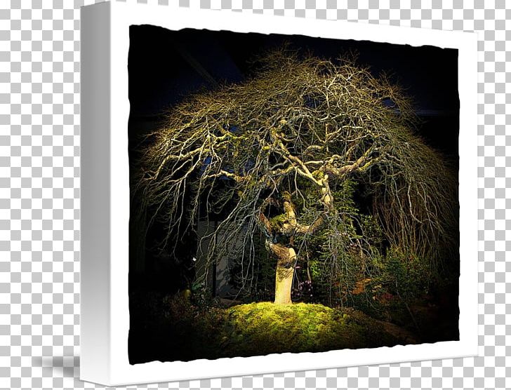 Stock Photography PNG, Clipart, Photography, Plant, Stock Photography, Tree, Trunk Free PNG Download