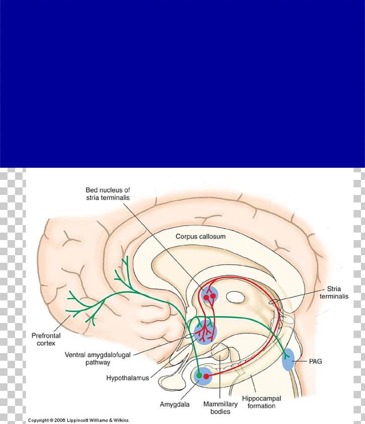 Basal Forebrain Amygdalofugal Pathway Stria Terminalis Nucleus Accumbens PNG, Clipart, Amygdala, Amygdalofugal Pathway, Anatomy, Angle, Area Free PNG Download