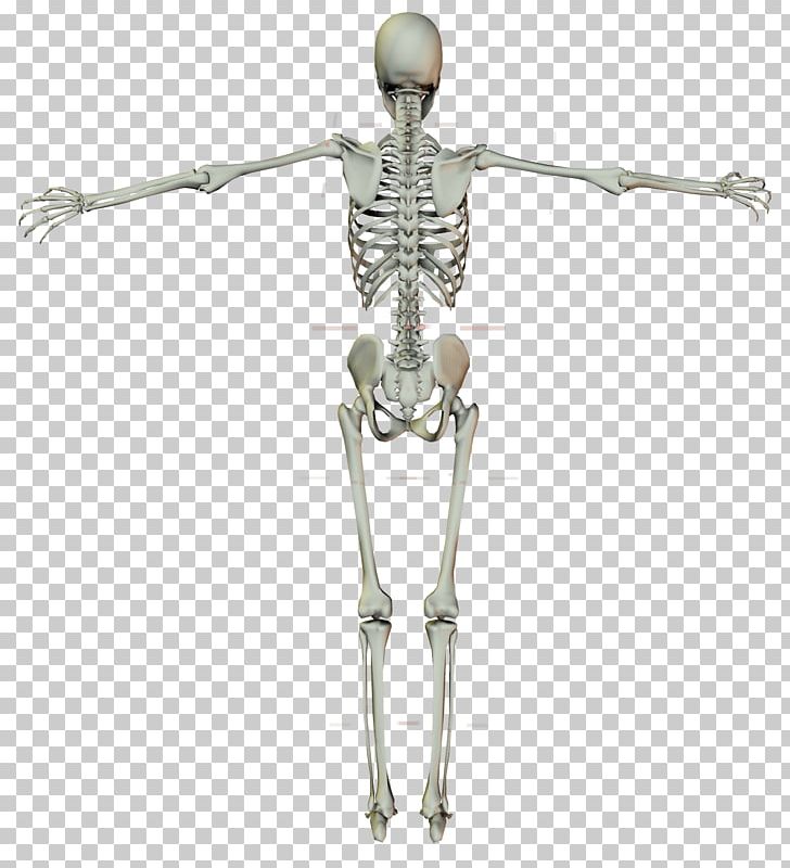 Human Skeleton Crucifix Cross PNG, Clipart, Arm, Bone, Cross, Crucifix, Drawing Free PNG Download