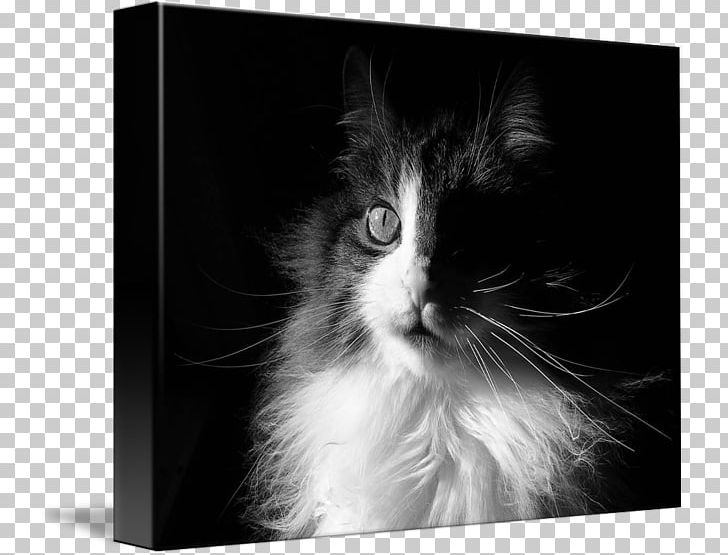 Kitten Whiskers Norwegian Forest Cat Domestic Long-haired Cat Domestic Short-haired Cat PNG, Clipart, Animals, Black, Black And White, Black Cat, Carnivoran Free PNG Download