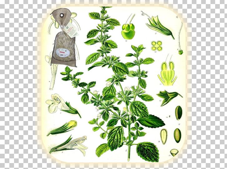 Lemon Balm Officinalis Köhler's Medicinal Plants Lamiaceae Monarda Didyma PNG, Clipart,  Free PNG Download