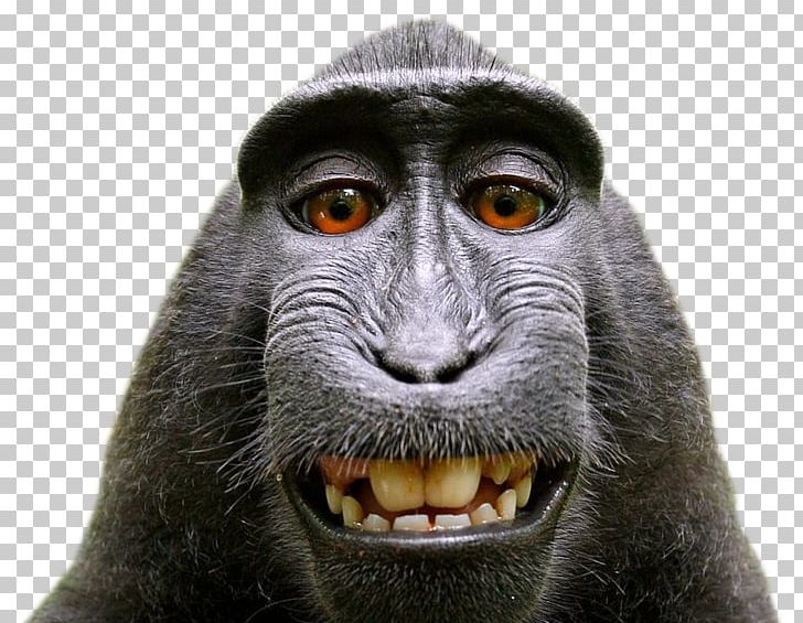 Celebes Crested Macaque Photographer Monkey Photography PNG, Clipart, Aggression, Animal, Ape, Camera, Celebes Crested Macaque Free PNG Download
