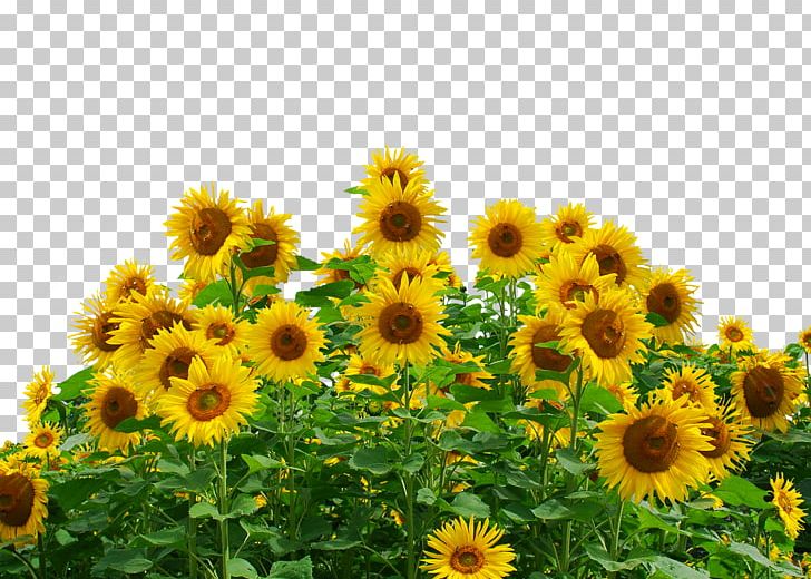 Common Sunflower Sunflower Seed Desktop Plant PNG, Clipart, Annual Plant, Common Sunflower, Daisy Family, Desktop Environment, Desktop Wallpaper Free PNG Download