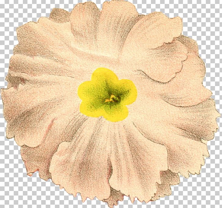 Petal Cut Flowers Flowering Plant Botany PNG, Clipart, Botany, Cut Flowers, Flower, Flowering Plant, Food Drinks Free PNG Download
