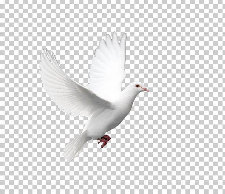 Domestic Pigeon Columbidae Doves As Symbols Holy Spirit PNG, Clipart, Animals, Beak, Bird, Columba, Columbidae Free PNG Download
