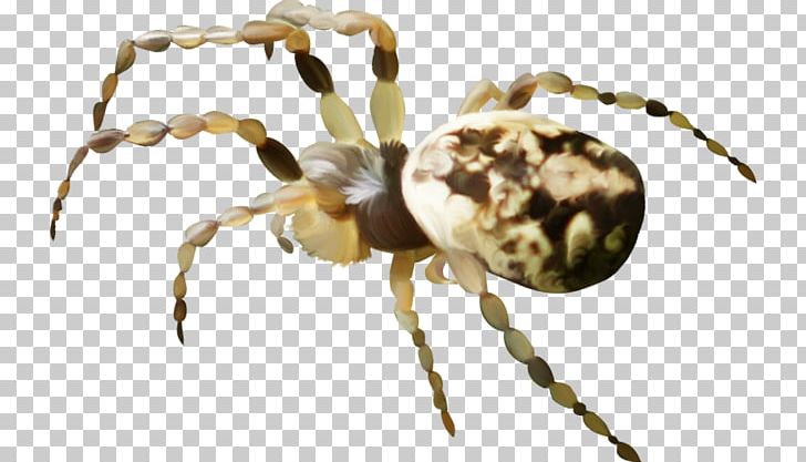 European Garden Spider Wolf Spider Spider Web Spider Silk PNG, Clipart, Angulate Orbweavers, Arachnid, Araneus, Arthropod, Collage Free PNG Download